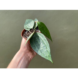 Hoya macrophylla green