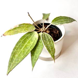 Hoya macrophylla green