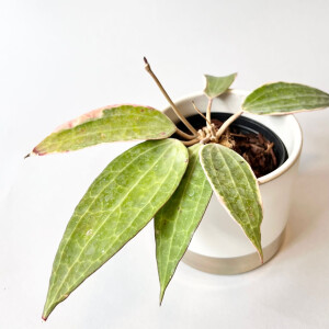 Hoya macrophylla green