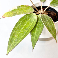 Hoya macrophylla green