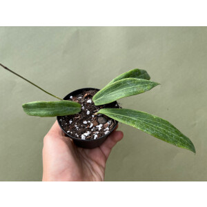 Hoya bordenii selten