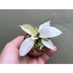 Philodendron Snowdrift S