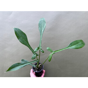Philodendron Joepii selten