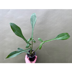 Philodendron Joepii selten