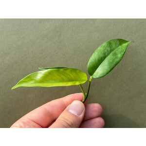 Philodendron chinchamayense Ableger