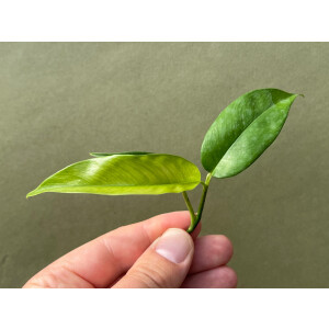 Philodendron chinchamayense Ableger