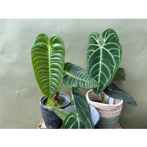 Anthurium Angebot Set 1