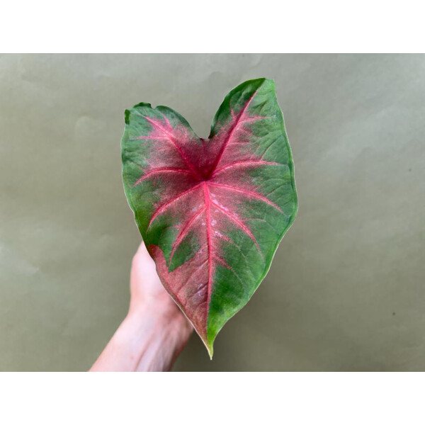 Caladium Blaze