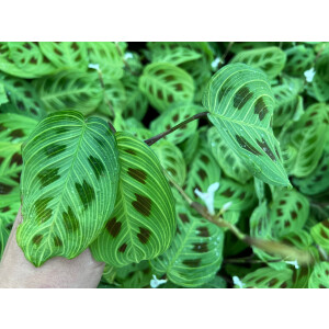 Maranta Light Veins Ableger