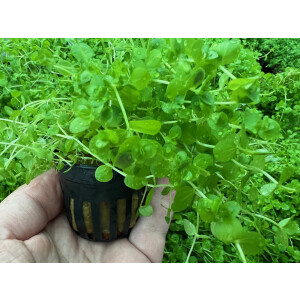 Micranthemum umbrosum