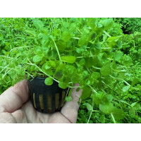 Micranthemum umbrosum