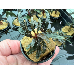 Bucephalandra sp. Catarina