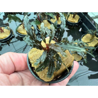 Bucephalandra sp. Catarina