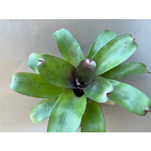 Neoregelia hannibal green