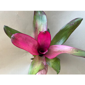 Neoregelia Pink Illusion