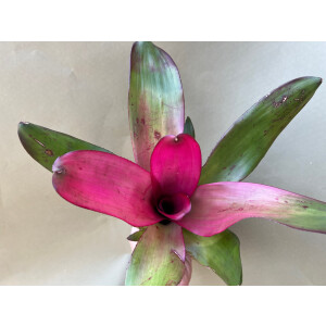Neoregelia Pink Illusion