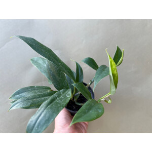 Philodendron spec. Costa Rica 2