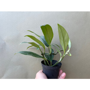 Philodendron spec. Costa Rica 2
