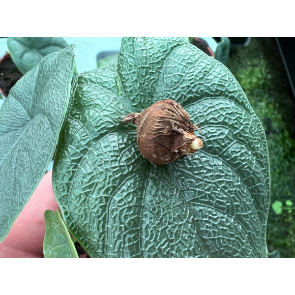 Alocasia melo Bulb