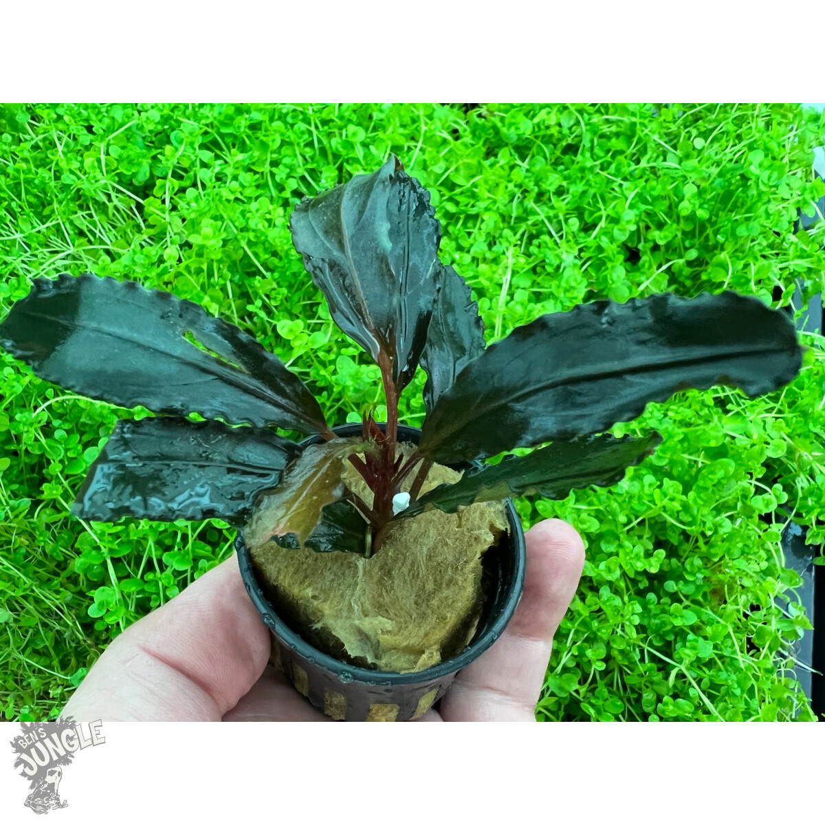 Bucephalandra mercedes