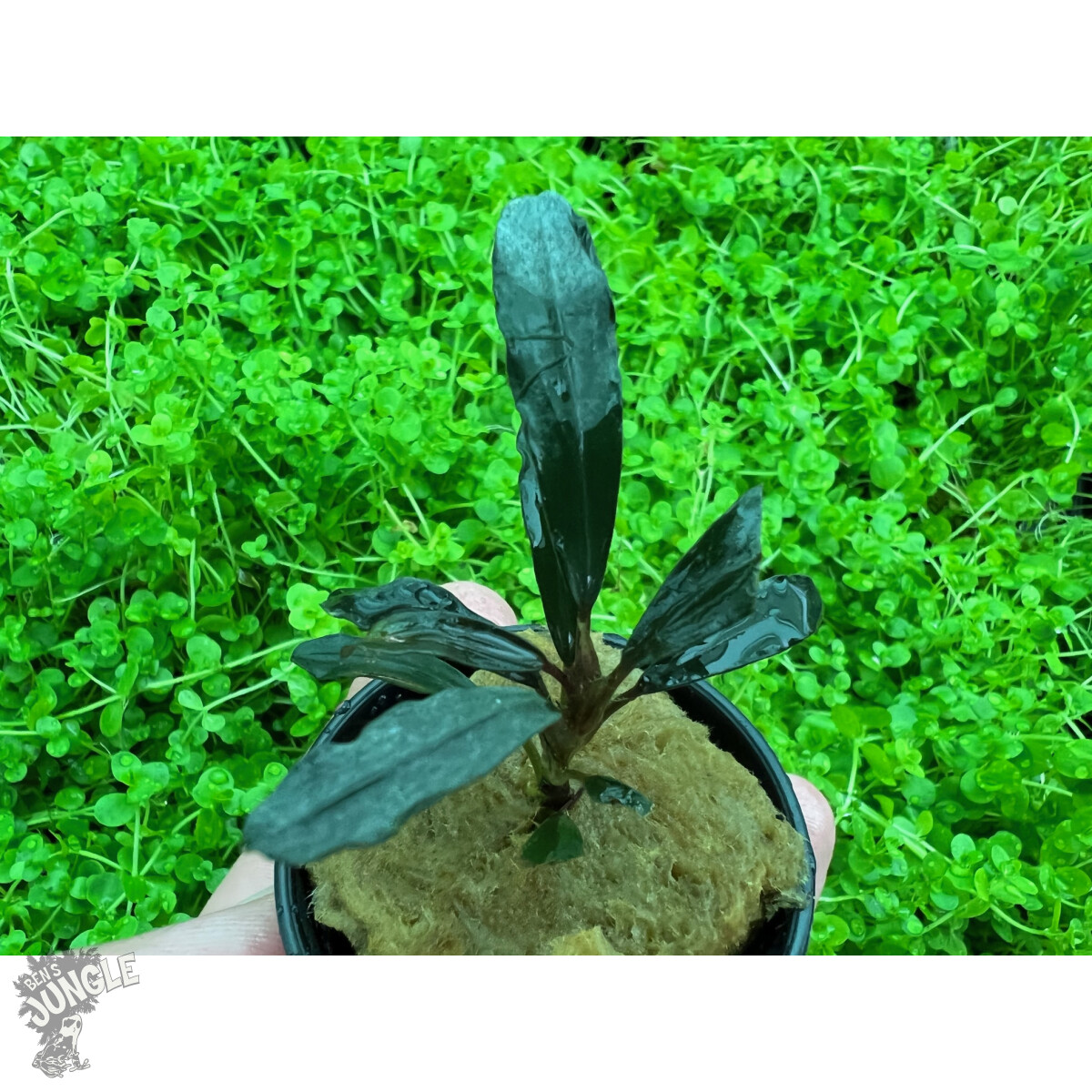 Bucephalandra alamanda