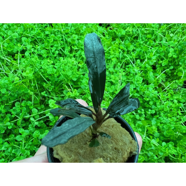 Bucephalandra alamanda