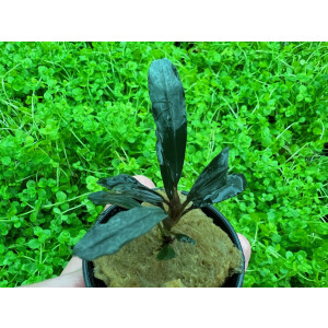 Bucephalandra alamanda