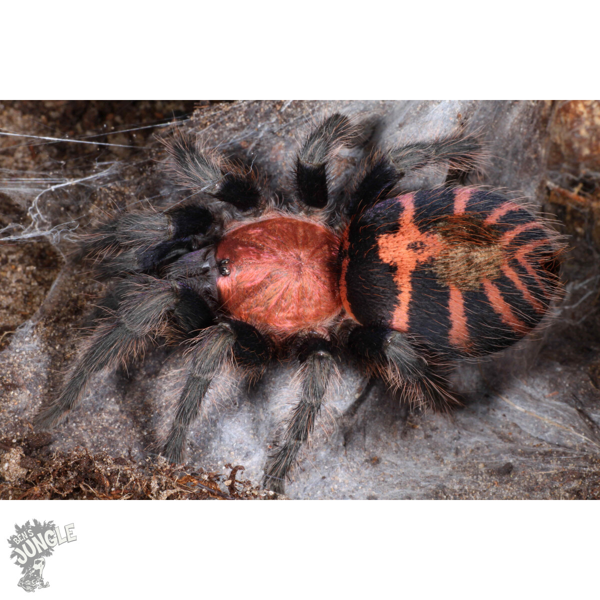 Davus pentaloris
