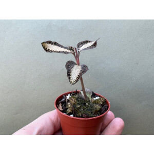 Anoectochilus roxburghii Cream Strip