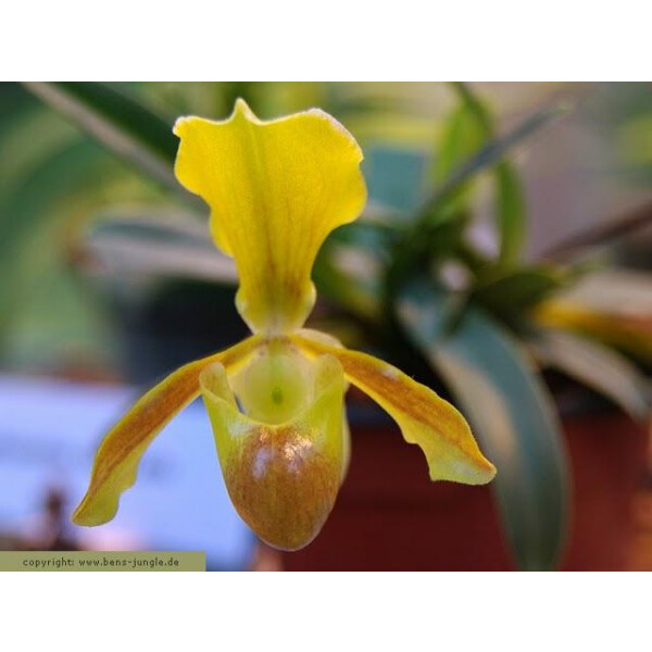 Paphiopedilum helenae 