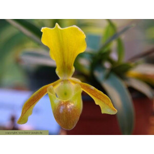 Paphiopedilum helenae 