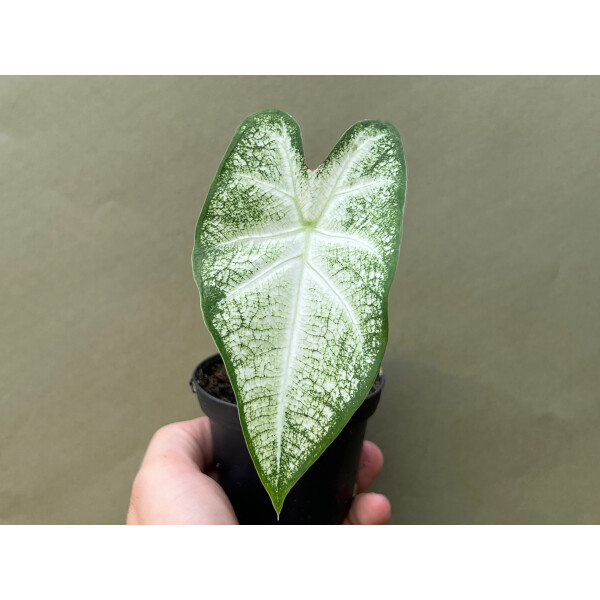 Caladium June Bride
