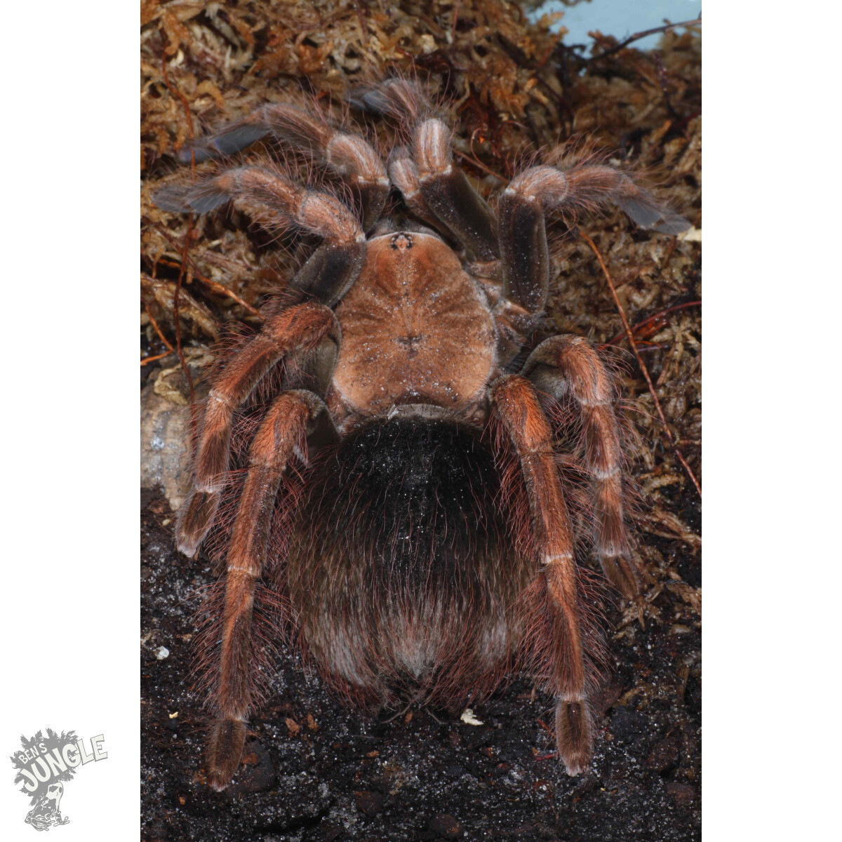 Pamphobeteus sp. Mascara