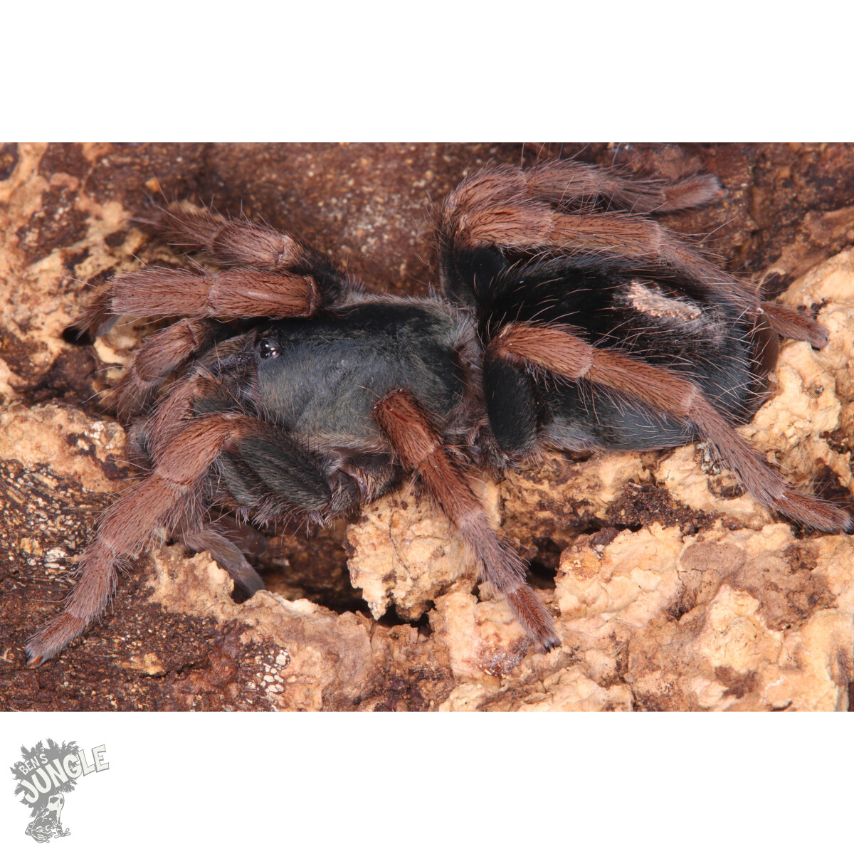 Kochiana brunnipes