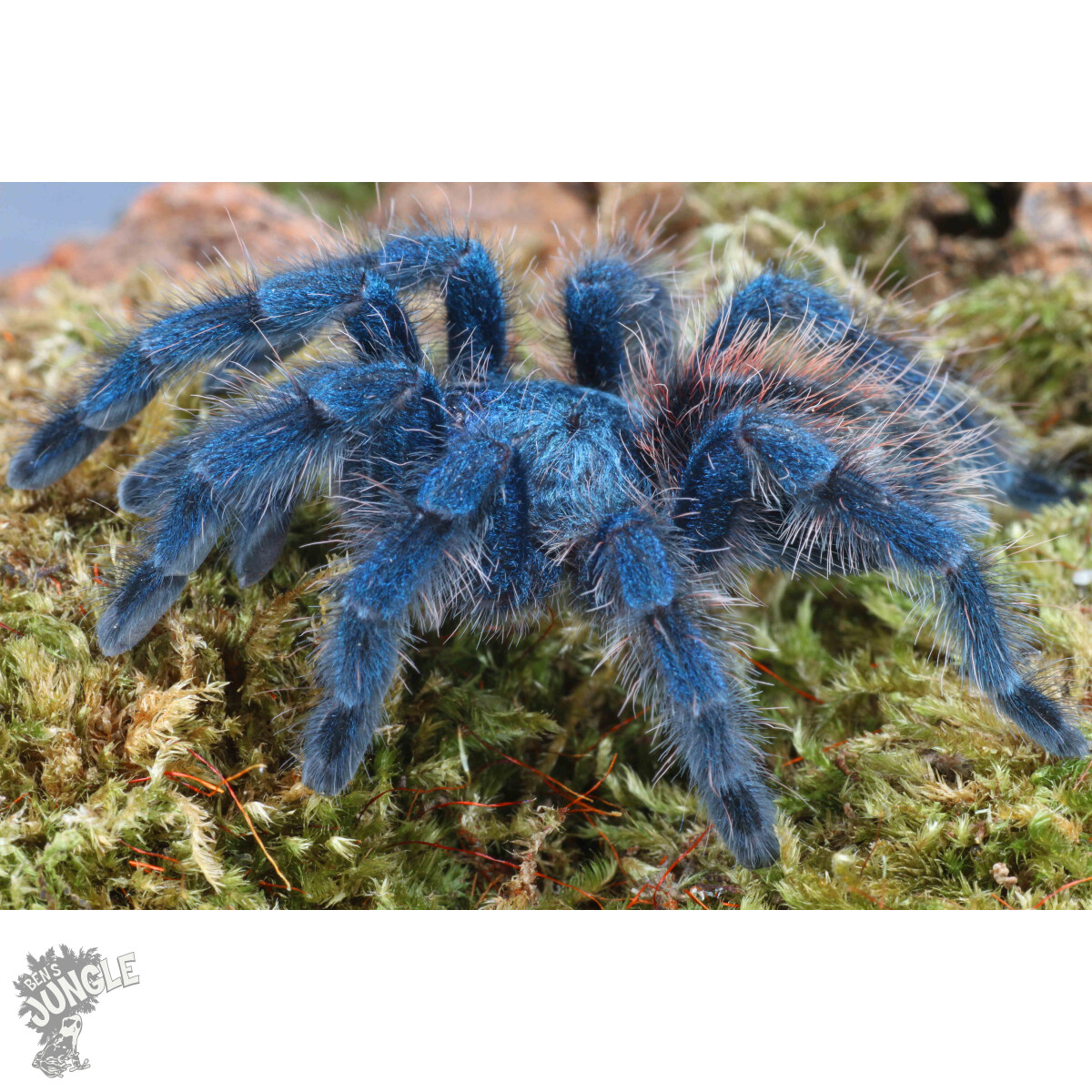Caribena versicolor
