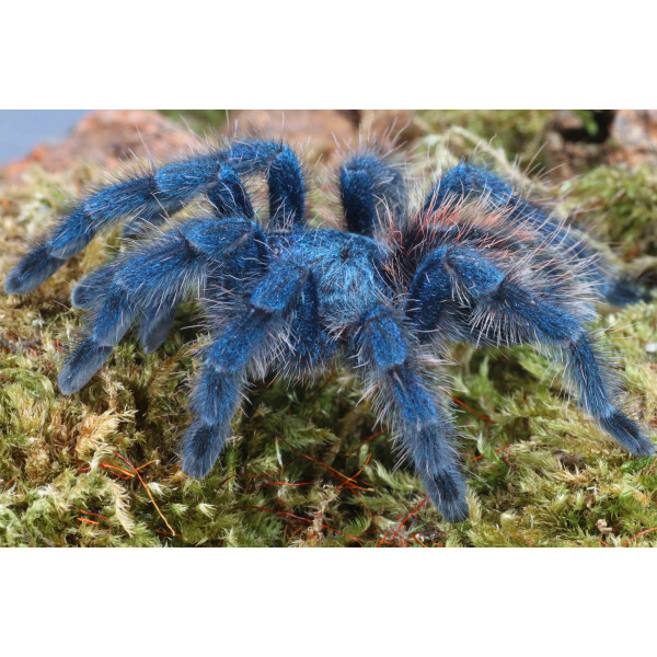 Caribena versicolor