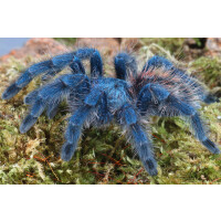 Caribena versicolor