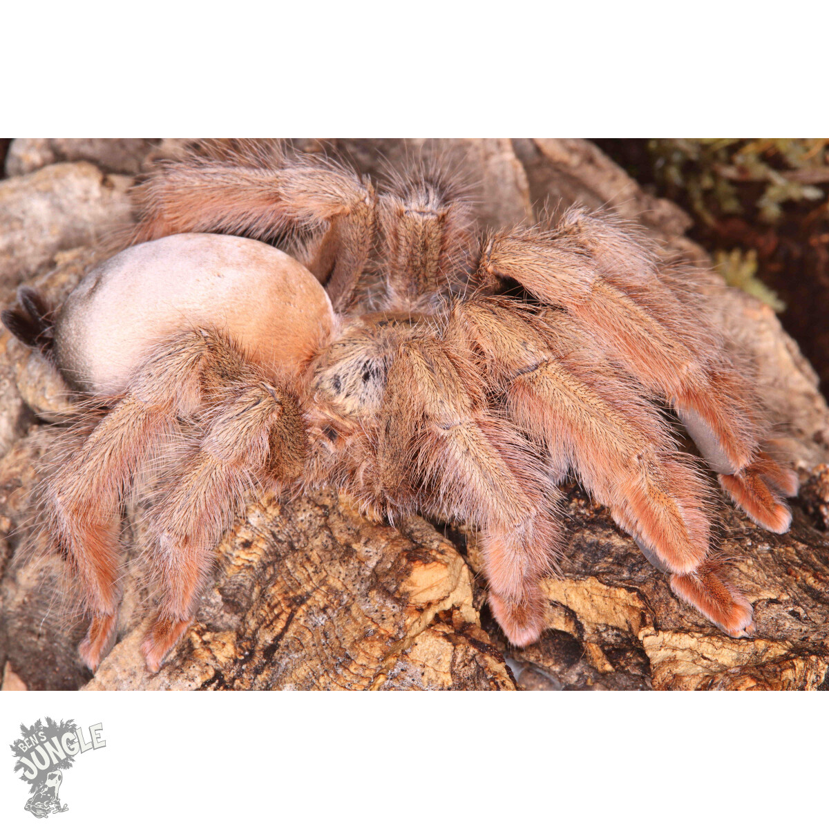 Psalmopoeus pulcher
