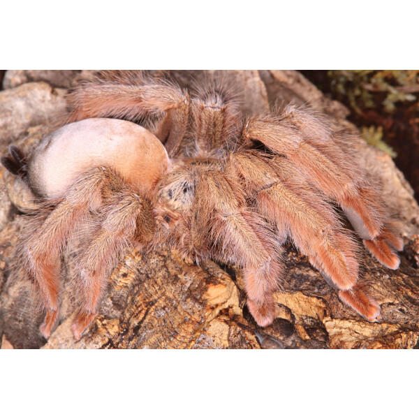 Psalmopoeus pulcher