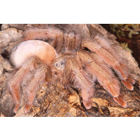Psalmopoeus pulcher