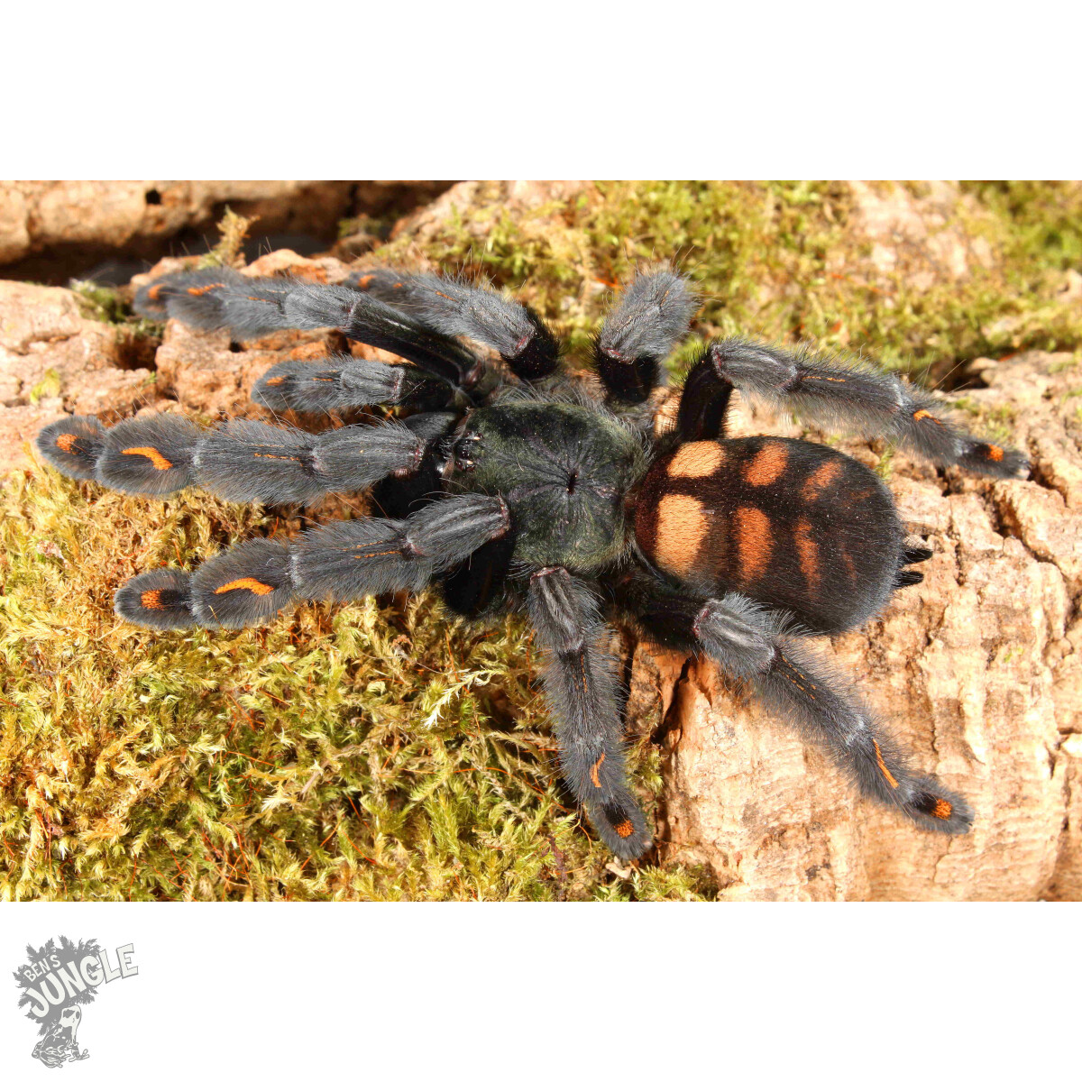 Psalmopoeus irminia