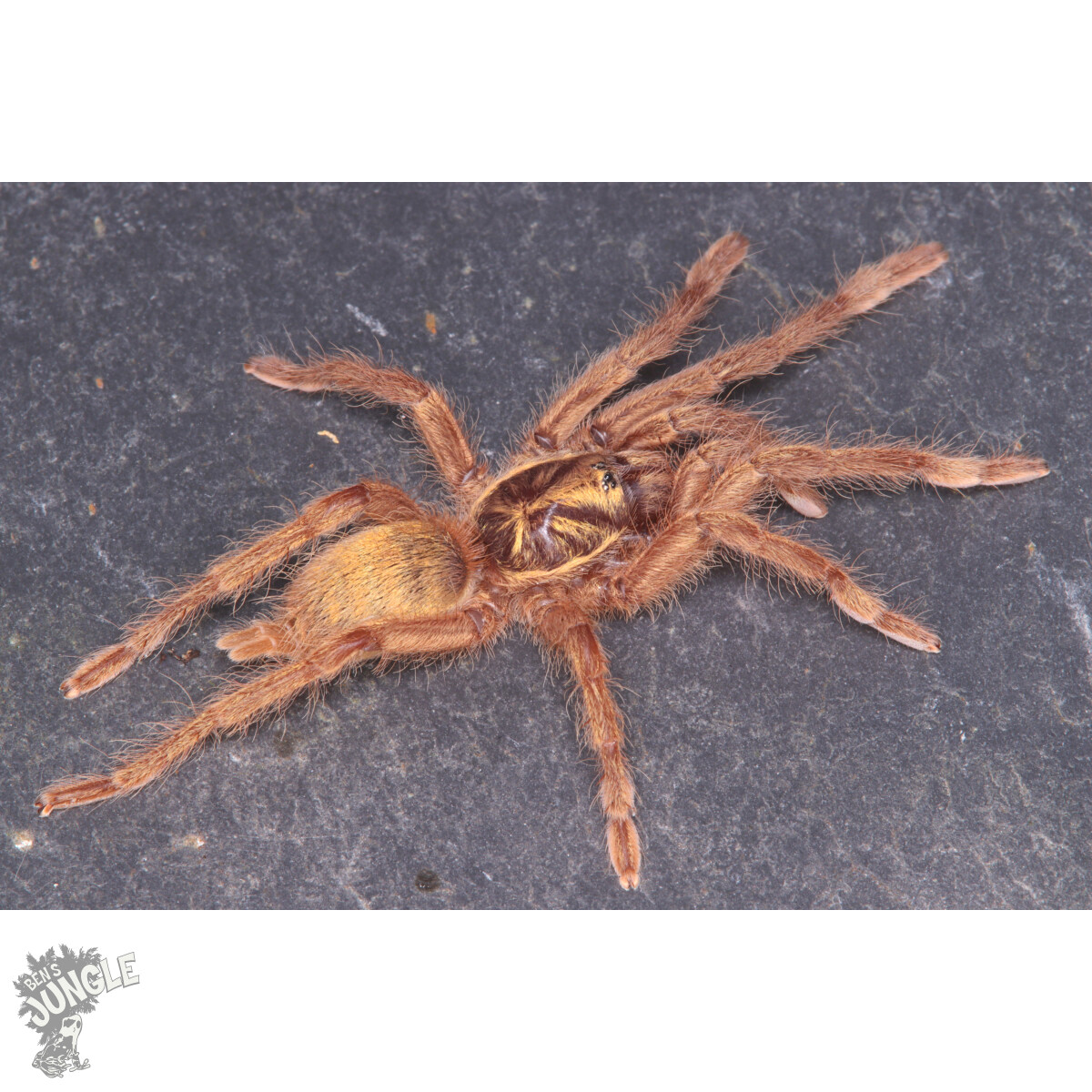 Neoholothele incei Gold