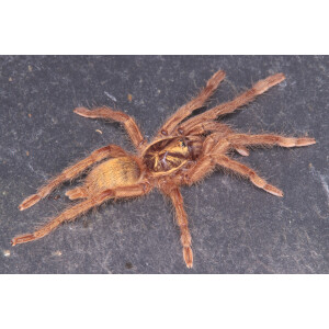 Neoholothele incei Gold