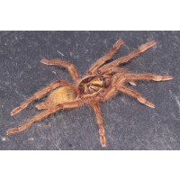 Neoholothele incei Gold
