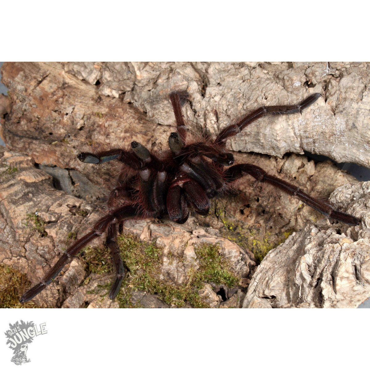 Theraphosa apophysis