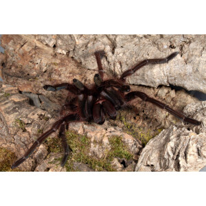Theraphosa apophysis