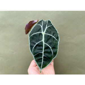 Alocasia watsoniana Babyplant