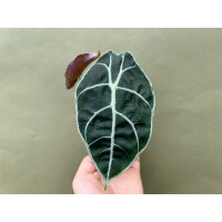 Alocasia watsoniana Babyplant