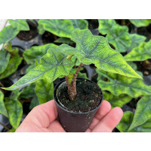 Alocasia Jacklyn Babyplant