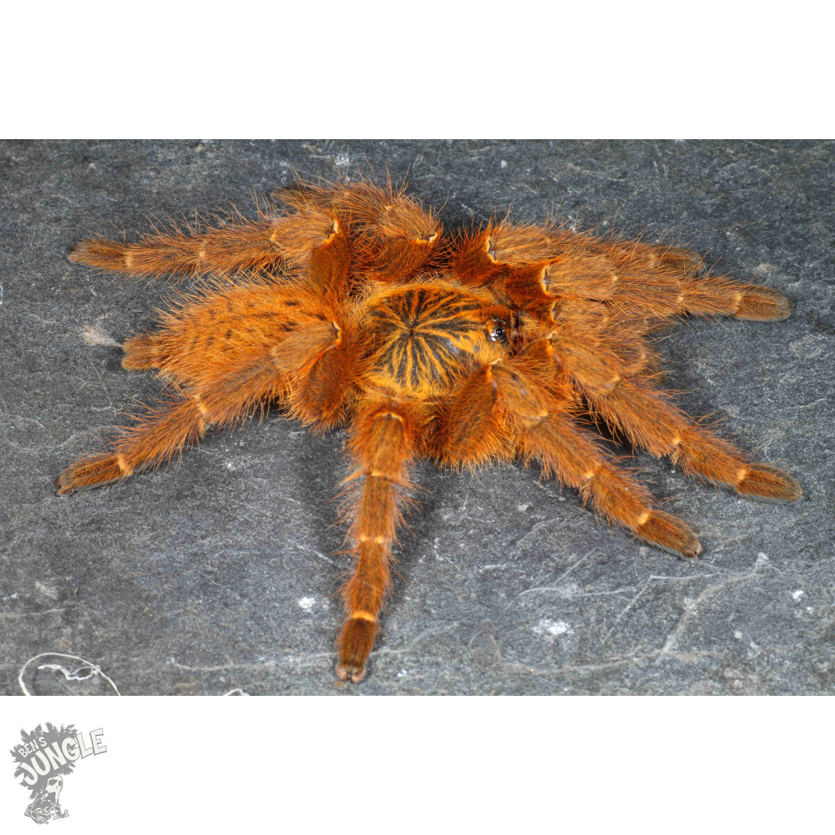 Pterinochilus murinus UMV